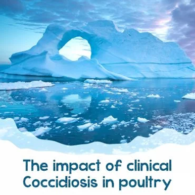 Clinical coccidiosis in poultry is just the tip of the iceberg